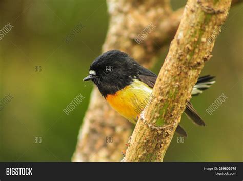 Male Tomtit, South Image & Photo (Free Trial) | Bigstock