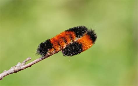 Can Woolly Worms Predict the Weather? | Wonderopolis