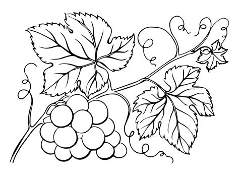 Branch Grapes Coloring Page - Free Printable Coloring Pages