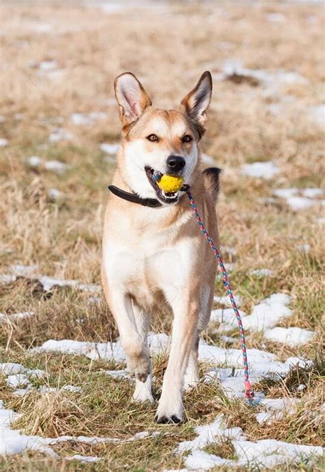 German Shepherd Lab Mix Dog Breed Facts, Care, Size, Traits - Pets ...