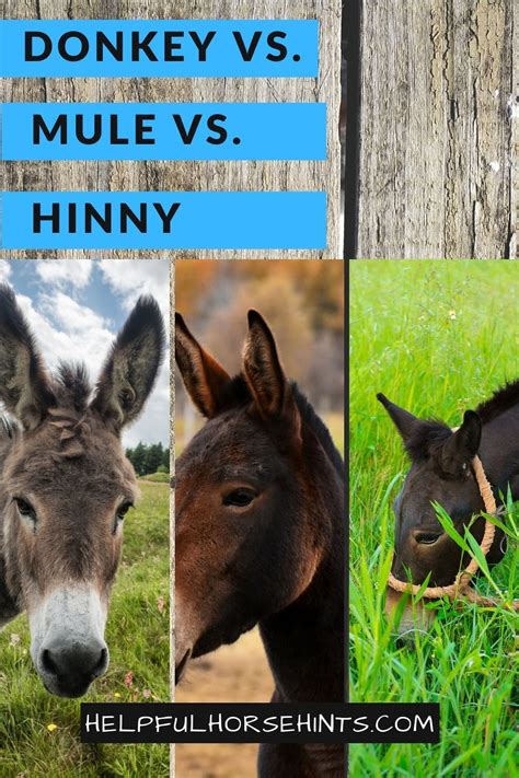 Donkey vs Mule vs Hinny: What's the Difference?