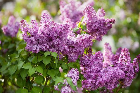 The Beauty of Lilac Bush: Plant Care and Growing Tips