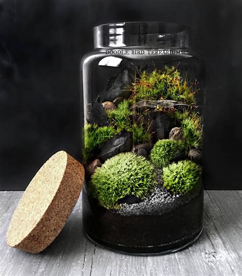 Woodland Moss Terrarium in Large Glass Jar Easy Houseplant