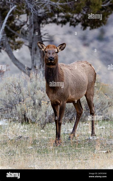 Elk, Yellowstone National Park, Wyoming, USA Stock Photo - Alamy