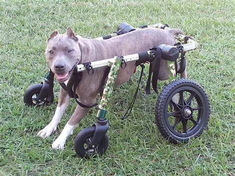 Dog Wheelchair Walkin' Wheels | Dog Wheelchairs, Dog Carts, Handicapped Pets Canada | Dog ...