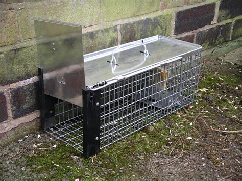 File:Rat cage trap 3y08.JPG - Wikipedia