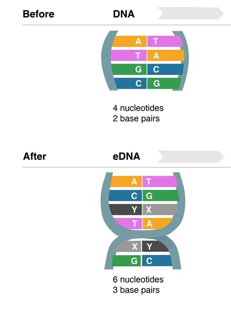 Synthetic DNA replicated by living organism for first time in U.S ...