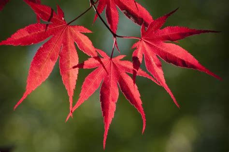 Japanese Maple Tree: Japanese Maple Leaves,