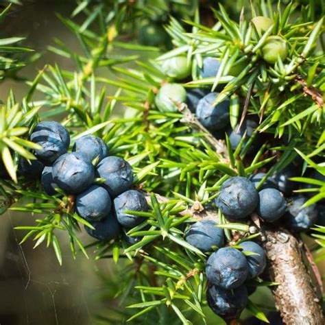 Juniper Berry - Nature's Gift