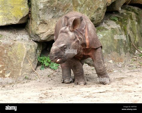 Baby Greater one-horned Indian rhinoceros (Rhinoceros unicornis Stock Photo - Alamy