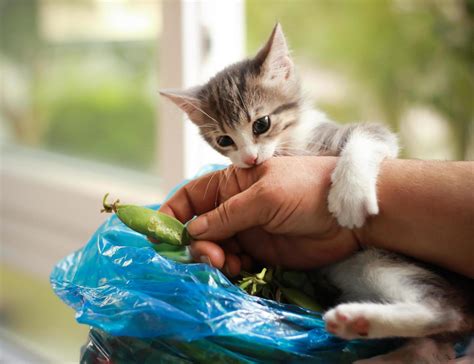 Cute baby cat playing and biting hand 6877028 Stock Photo at Vecteezy