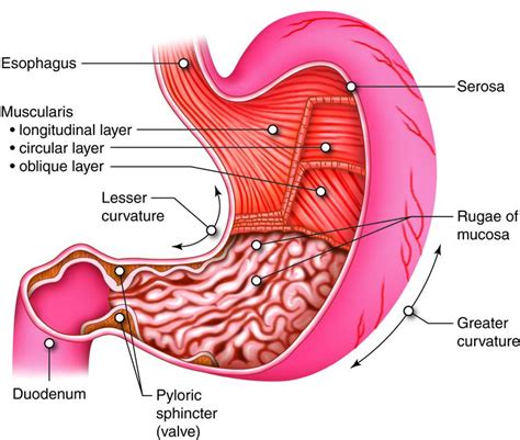 Understanding Gastrointestinal Diseases: A Comprehensive Guide ...