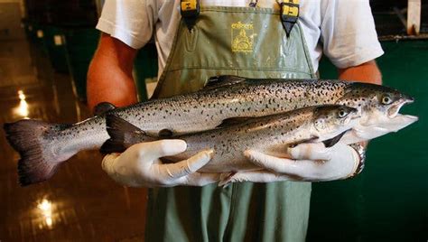 Genetically Engineered Salmon Approved for Consumption - The New York Times