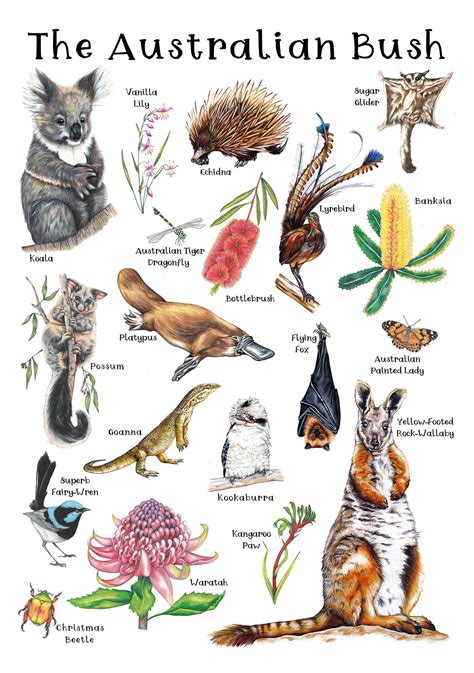 an australian bush poster with animals and plants