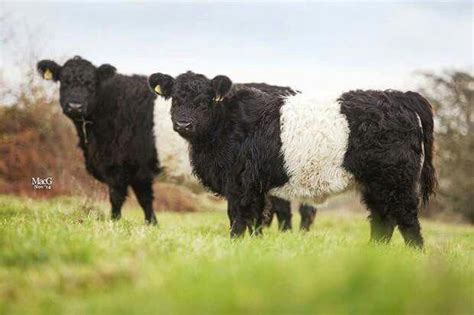 Belted galloway. | Cattle, Miniature cows breeds, Galloway cattle