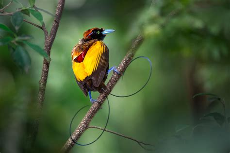 Culture & Birds of Paradise Photography Papua New Guinea wildlife holiday | Asia group tour ...