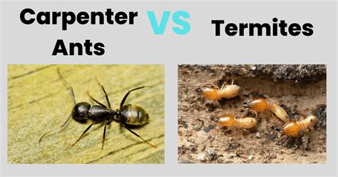 Carpenter Ants vs Termites: What's The Difference?