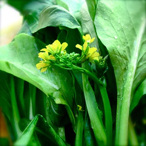 ~Stir-fried Choy Sum Recipe~ | Stir fry, Choy sum recipe, Choy sum