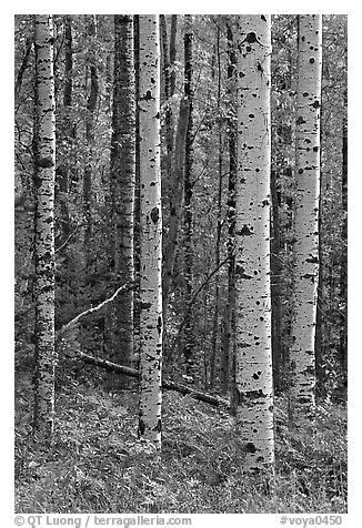 Birch tree trunks. Voyageurs National Park (black and white) | Black ...