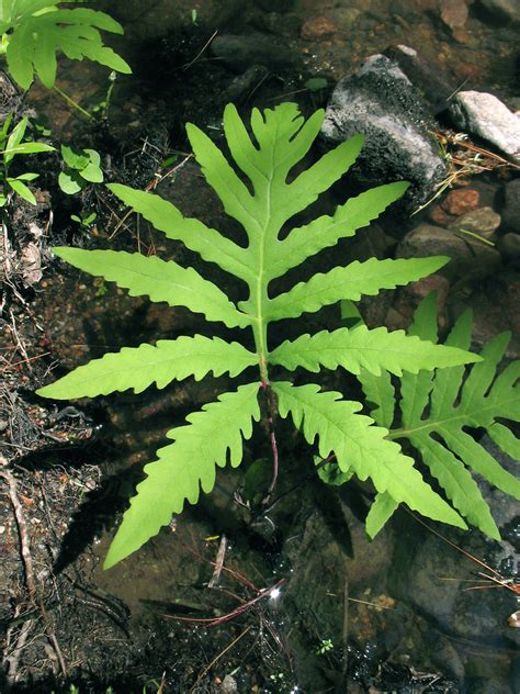 Onoclea sensibilis (sensitive fern): Go Botany