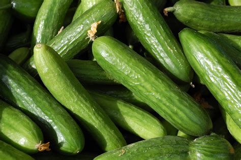 Muncher (Burpless) Cucumber – Domann's Plants