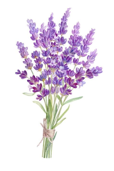 Beautiful Lavender Drawings and Paintings - Beautiful Dawn Designs | Flower bouquet drawing ...