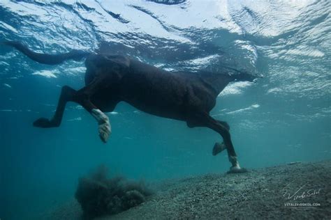 Horse Running Underwater by Vitaliy Sokol on 500px | Horses, Underwater, Clydesdale horses