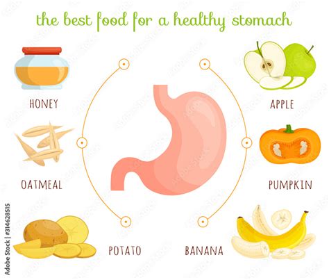 The best food for a healthy stomach. Vector infographic on the theme of healthy eating. How to ...