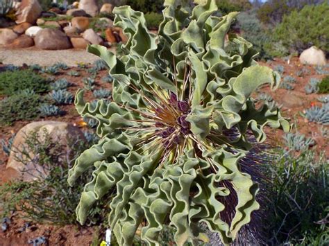 What is Succulent Karoo? An Introduction - The Botanical Society of South Africa