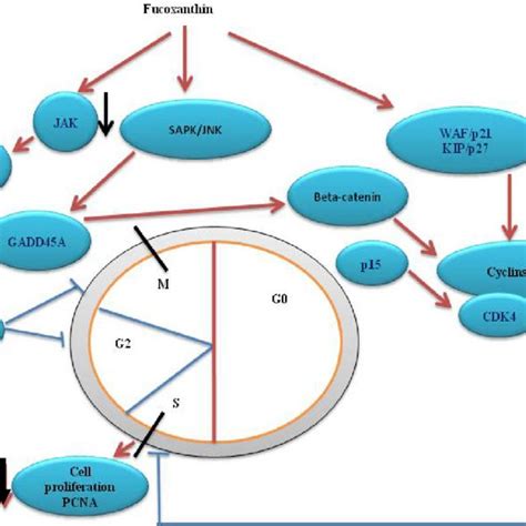 Structure of Fucoxanthin. | Download Scientific Diagram