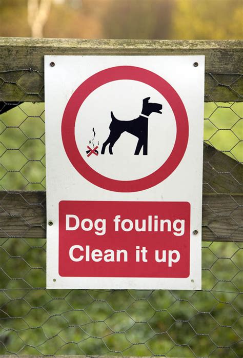 Dog fouling fines handed most often in Barnsley, South Yorkshire | UK ...