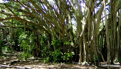 Visit the giants of Honolulu - Hawaii's Banyan Trees