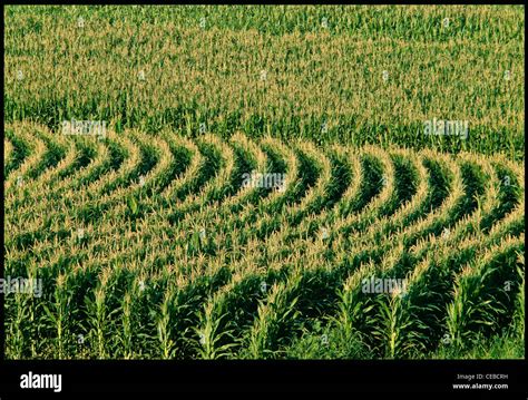 Corn Fields in Iowa, USA Stock Photo - Alamy