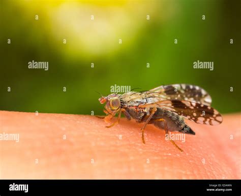 Human adult skin close up hi-res stock photography and images - Alamy