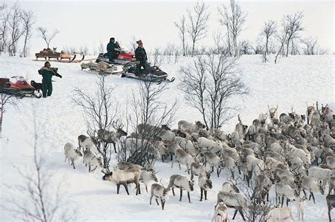 Reindeer | Habitat, Diet, Antlers, & Facts | Britannica