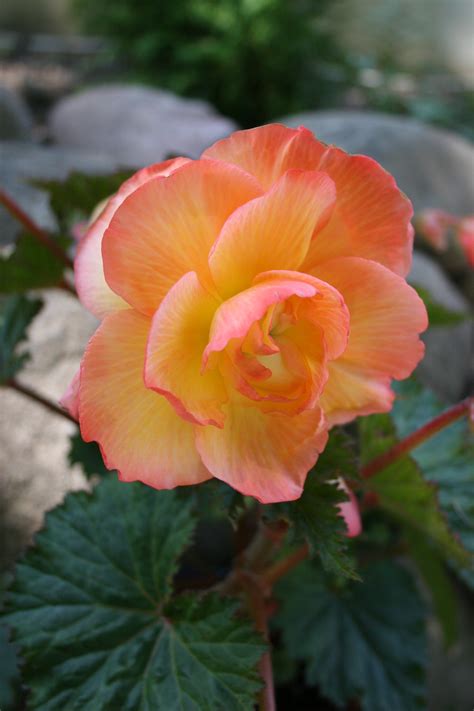 Planting Tuberous Begonias | Garden Bulb Blog: Flower Bulbs & Gardening Tips