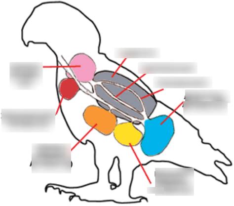 avian air sacs Diagram | Quizlet