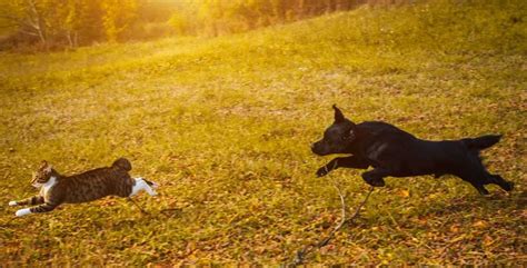 La Prédation Chez Le Chien - Respectdogs