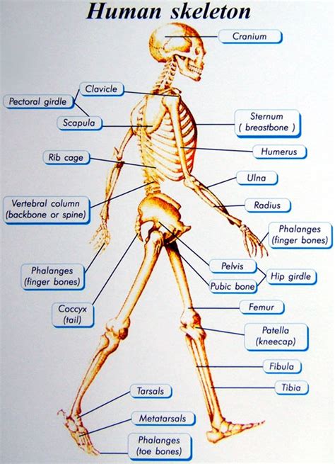 Basics Of Human Skeletal System