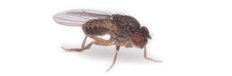 Phorid Fly Control: How To Get Rid of Phorid Flies