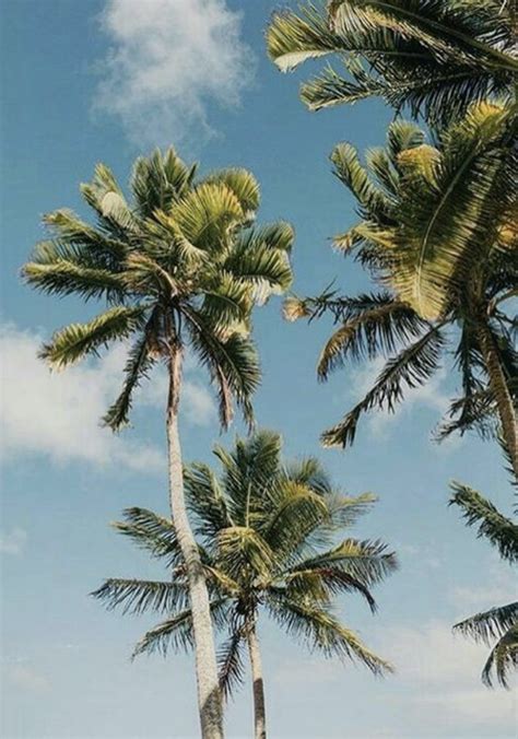 palm tree aesthetic | california and hawaii photography | #palmtrees # ...