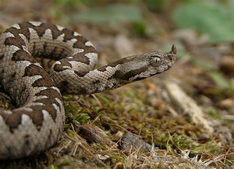 European Nose-Horned Viper Snake Bite