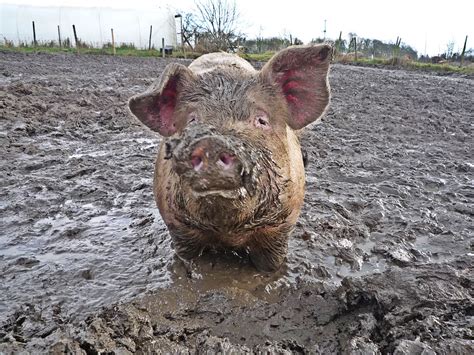 Pig in Mud – 5 Minutes with Joe