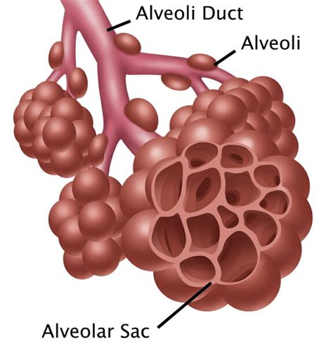 Posterazzi: Alveoli Stretched Canvas - Gwen ShockeyScience Source (18 x ...