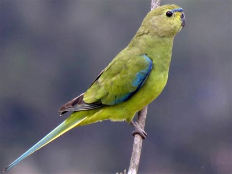 elegant parrot - eBird