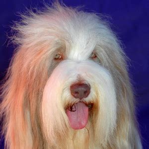 Old English Sheepdog Facts - Wisdom Panel™ Dog Breeds