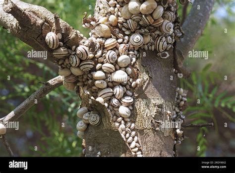 many specimens of mediterranean coastal snail or white Italian snail gathered in aestivation on ...