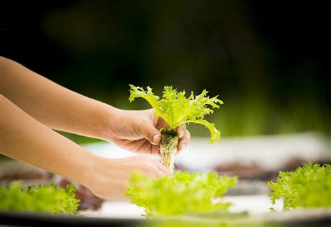 Hydroponic Gardening: Definition, Benefits, System Setup And Best Plants To Grow | Constant Delights