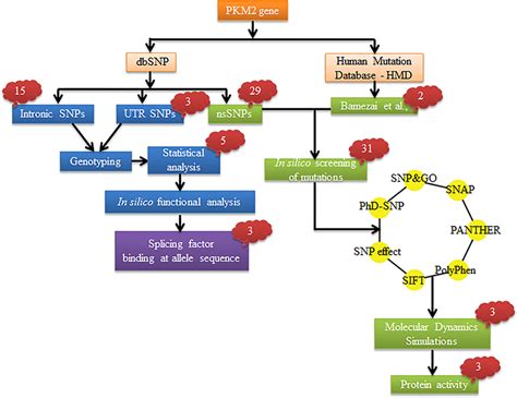 Schematic representation of the study. SNPs was categorized based on ...