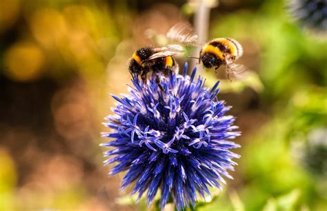 All About Bee Balm, and Why It's Such an Important Garden Ally - Garden ...